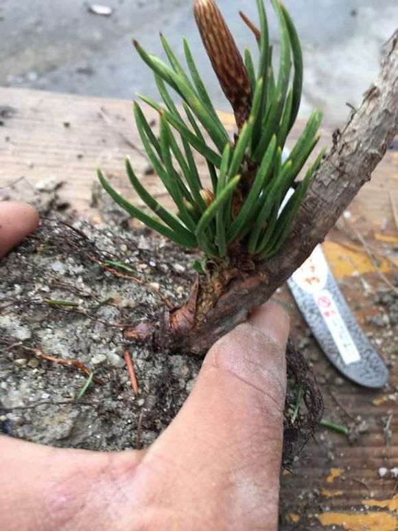 图解 嫁接寸稍黑松盆景的流程