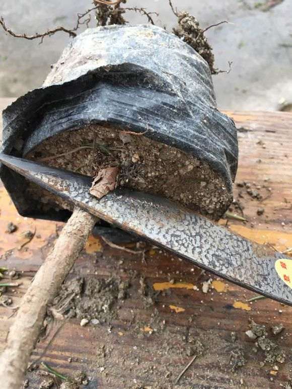 图解 嫁接寸稍黑松盆景的流程