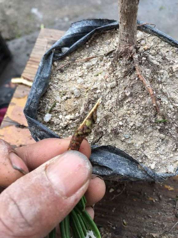 图解 嫁接寸稍黑松盆景的流程