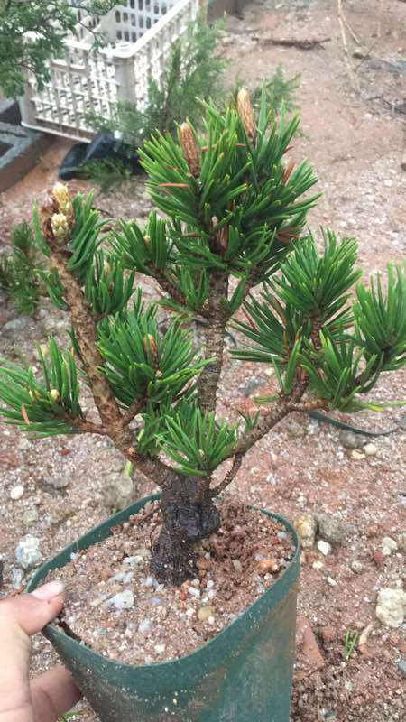 图解 嫁接寸稍黑松盆景的流程