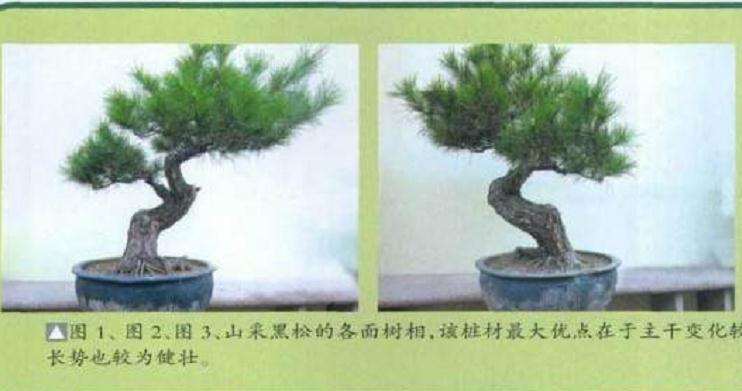 图解 黑松盆景怎么初次制作的11个过程