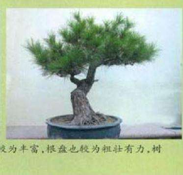 图解 黑松盆景怎么初次制作的11个过程