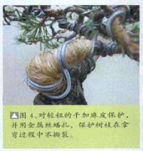 图解 黑松盆景怎么初次制作的11个过程