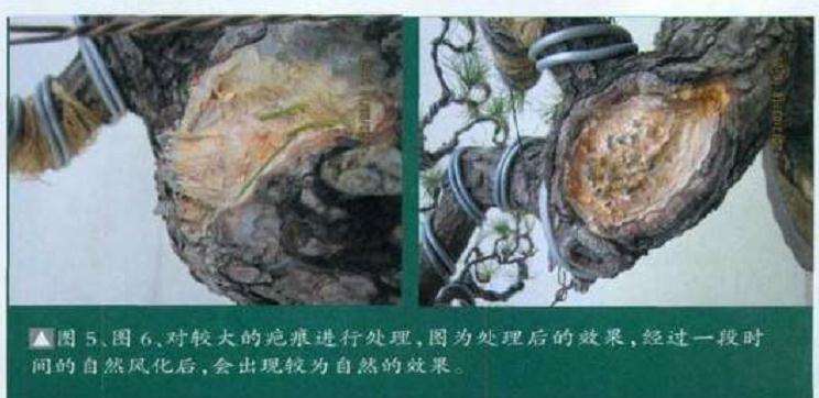 图解 黑松盆景怎么初次制作的11个过程