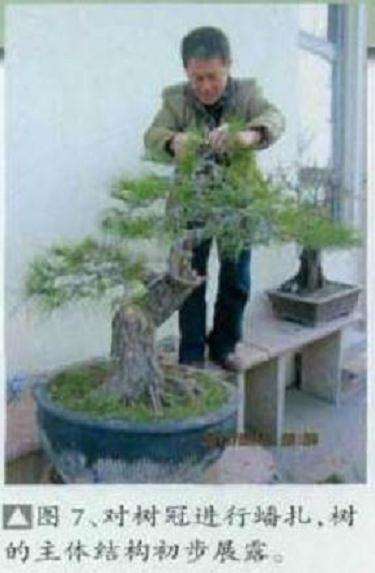 图解 黑松盆景怎么初次制作的11个过程
