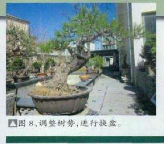 图解 黑松盆景怎么初次制作的11个过程