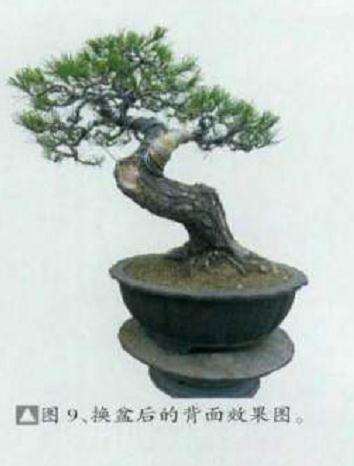 图解 黑松盆景怎么初次制作的11个过程