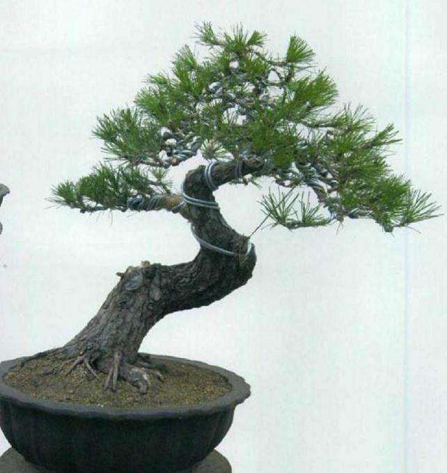 图解 黑松盆景怎么初次制作的11个过程