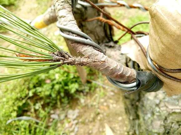 春季给松树盆景补枝嫁接 可以成活么