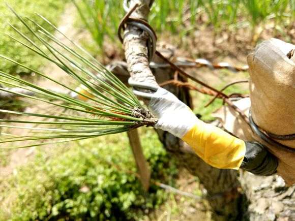 春季给松树盆景补枝嫁接 可以成活么