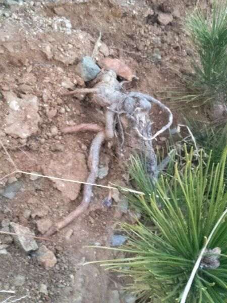 大师看看 这2个悬崖松下山桩适合做盆景吗