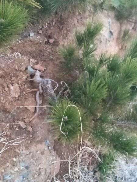 大师看看 这2个悬崖松下山桩适合做盆景吗