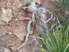 大师看看 这2个悬崖松下山桩适合做盆景吗