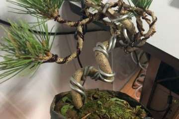 黑松盆景可以用赤玉土和桐生砂吗