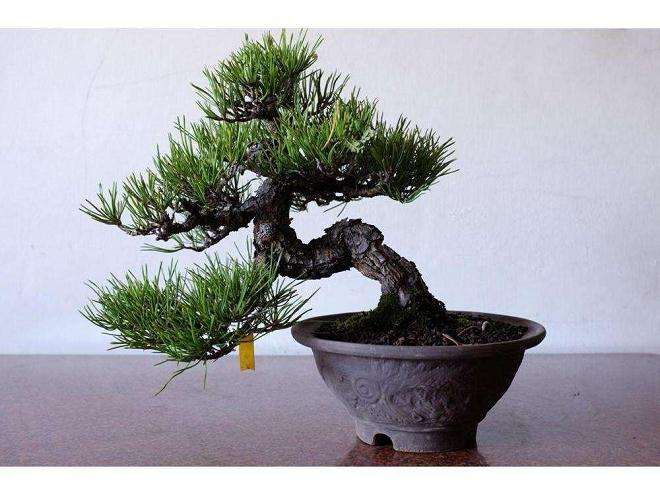 松树盆景得了流胶病怎么治