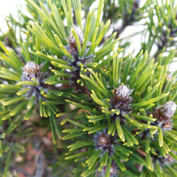 一盆千寿丸黑松盆景 价格5000元 贵吗