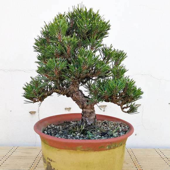 一盆千寿丸黑松盆景 价格5000元 贵吗