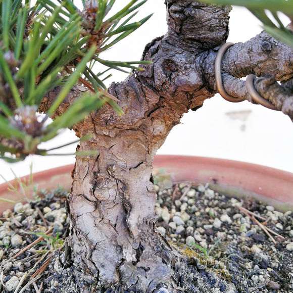 一盆千寿丸黑松盆景 价格5000元 贵吗