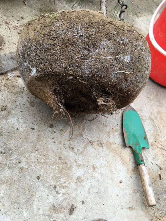 黑松盆景换盆后底下发霉怎么办