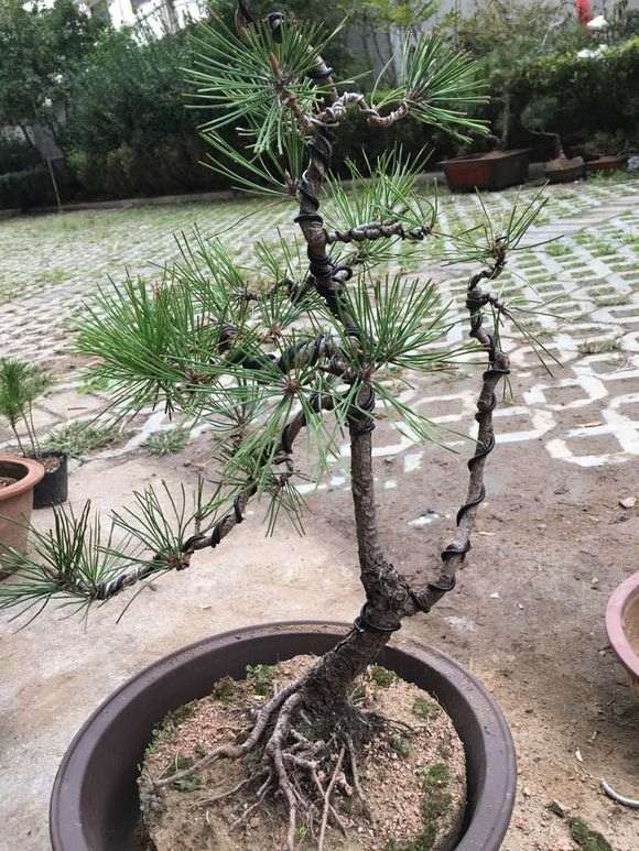 黑松盆景换盆后底下发霉怎么办