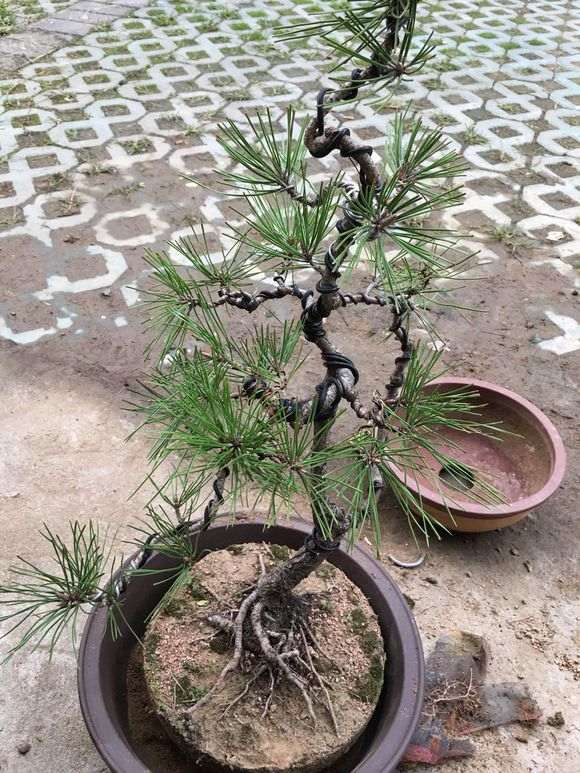 黑松盆景换盆后底下发霉怎么办