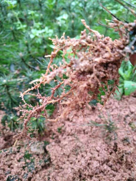 三河轴切黑松盆景苗在雨天移栽怎么样