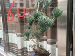 为什么碱性土壤种植黑松下山桩不安全