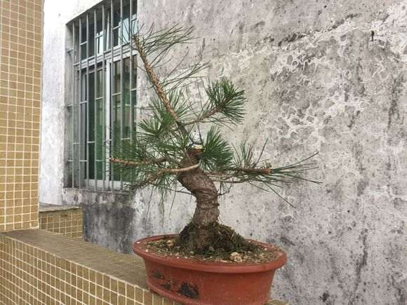 山松下山桩怎么逼芽的小方法