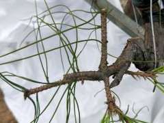 山松下山桩怎么逼芽的小方法