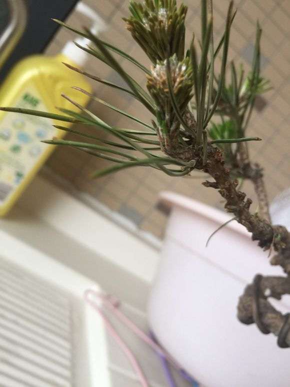 黑松盆景的针叶慢慢的枯萎了怎么办