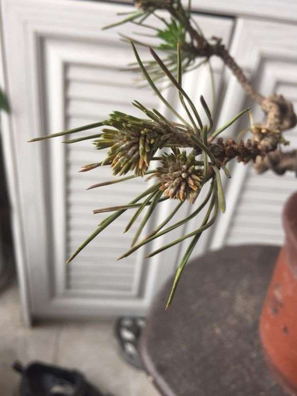 黑松盆景的针叶慢慢的枯萎了怎么办