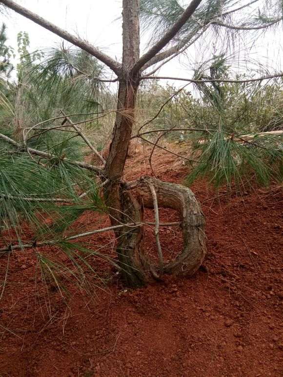发现一批山松下山桩素材 什么时候下山好