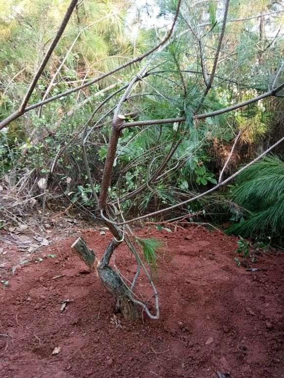 发现一批山松下山桩素材 什么时候下山好