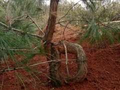 发现一批山松下山桩素材 什么时候下山好