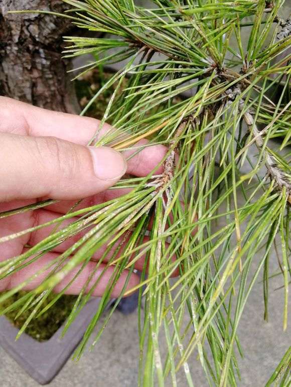 黑松盆景生什么病了