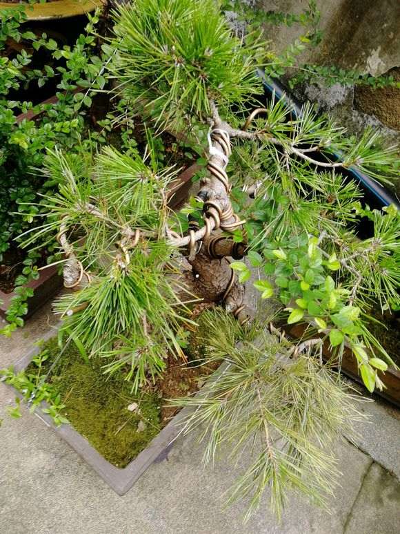 黑松盆景生什么病了