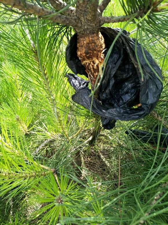 黑松盆景怎么缠丝生长高压的方法