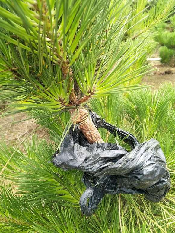 黑松盆景怎么缠丝生长高压的方法