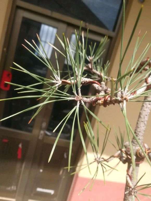 黑松盆景切牙一个半月了还没来芽咋回事