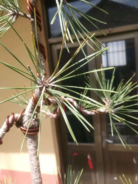 黑松盆景切牙一个半月了还没来芽咋回事