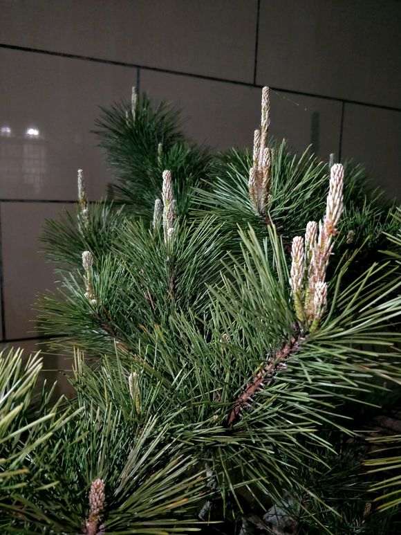 黑松盆景在春季能不能摘芽