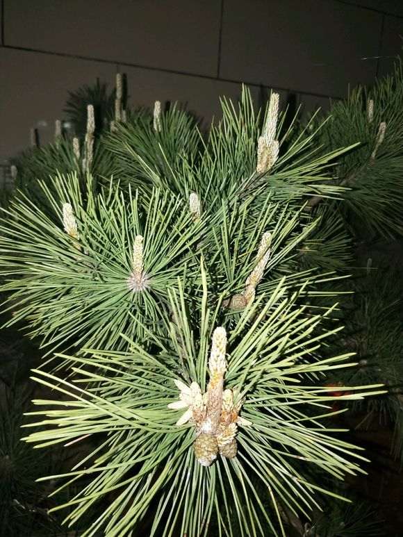 黑松盆景在春季能不能摘芽