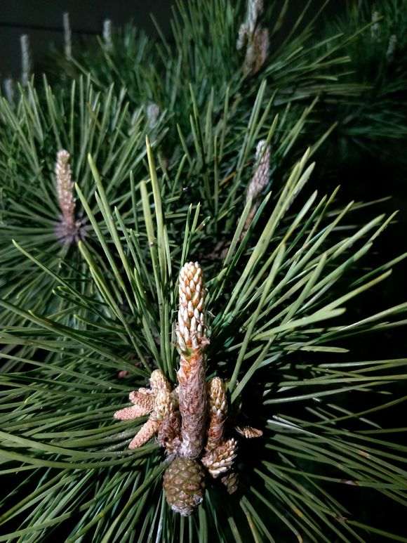 黑松盆景在春季能不能摘芽