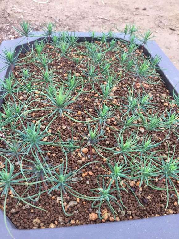 播种三河黑松盆景什么时候移苗比较适合