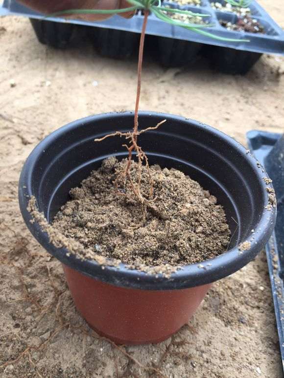 播种三河黑松盆景什么时候移苗比较适合