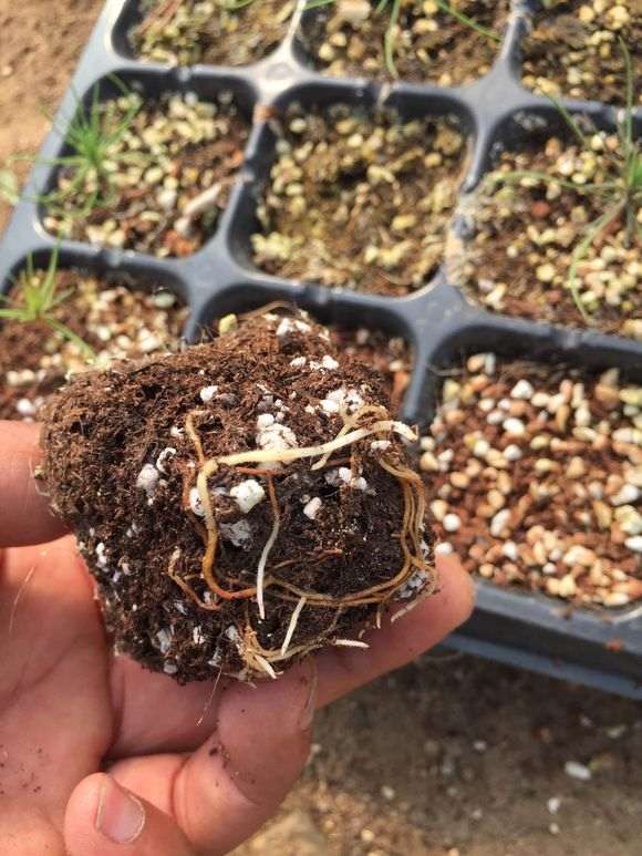 播种三河黑松盆景什么时候移苗比较适合