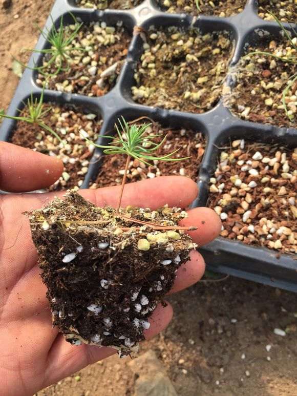 播种三河黑松盆景什么时候移苗比较适合