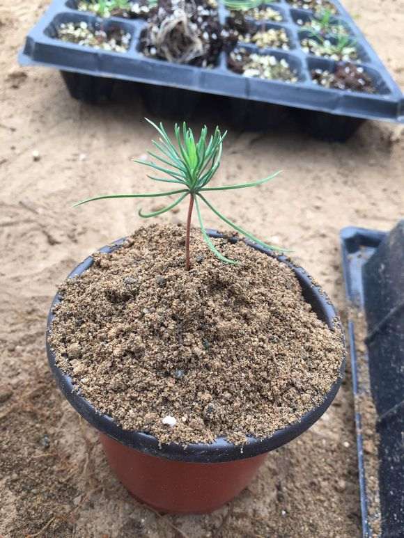 播种三河黑松盆景什么时候移苗比较适合