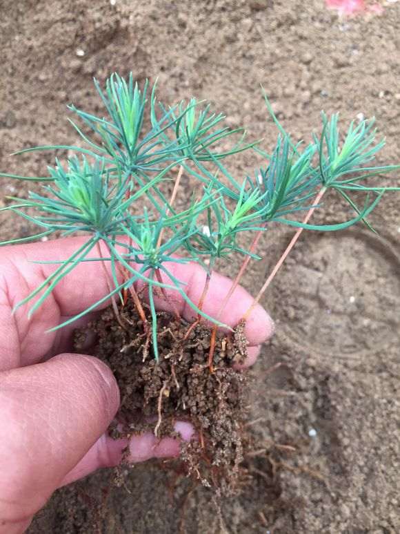 播种三河黑松盆景什么时候移苗比较适合