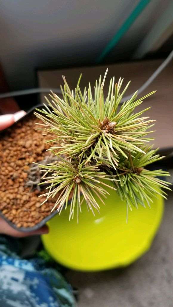 新上盆的黑松盆景新根未发 一折腾就死